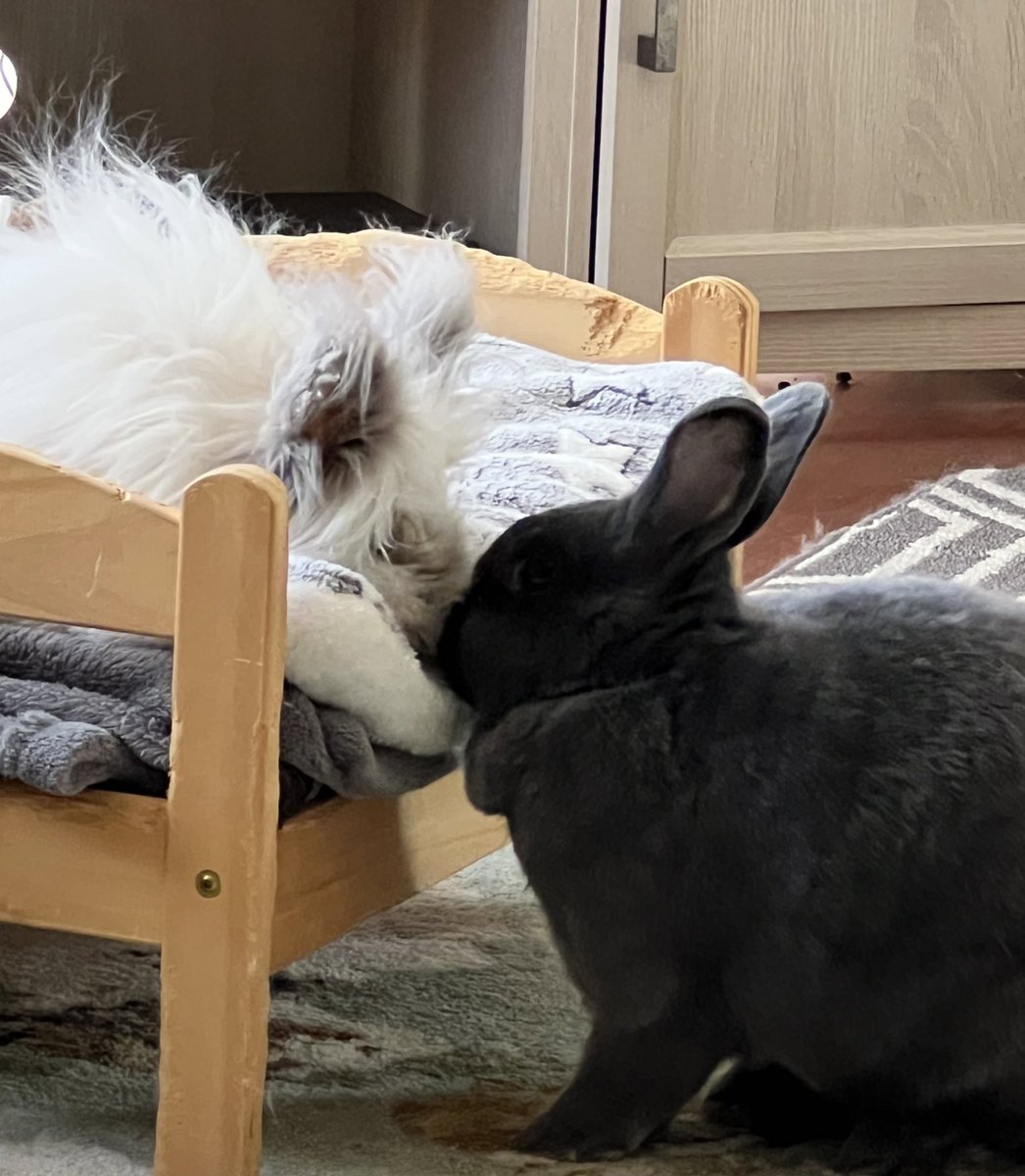 @HouseRabbit Amen!  Bunnies need a best friend