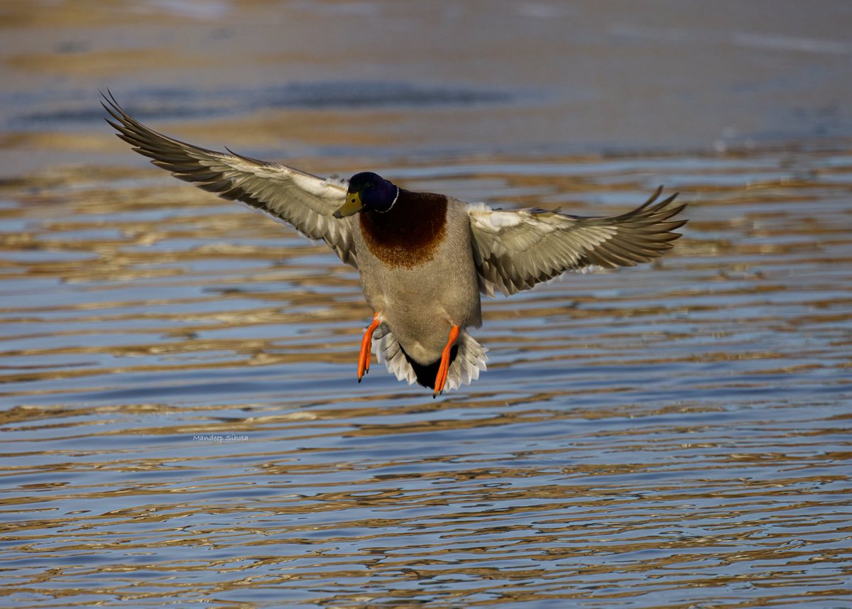 M Mallard coming in to join the family😊 have a good evening! #birds #birding #birdsinwild #birdphotography #Smile #twitterbirds #twitternaturecommunity #Canon #twitternaturephotography #IndiAves #Birdsoftwitter #Canonphotography #BirdTwitter #BirdsSeenIn2024 #Shotoncanon