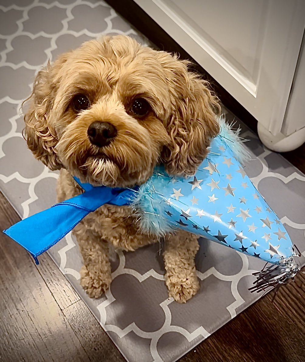 Happy birthday to Moose! Hard to believe this pandemic puppy with the toothbrush feet (left) is now four. Somehow feels like yesterday and also 25 years ago! 🐾