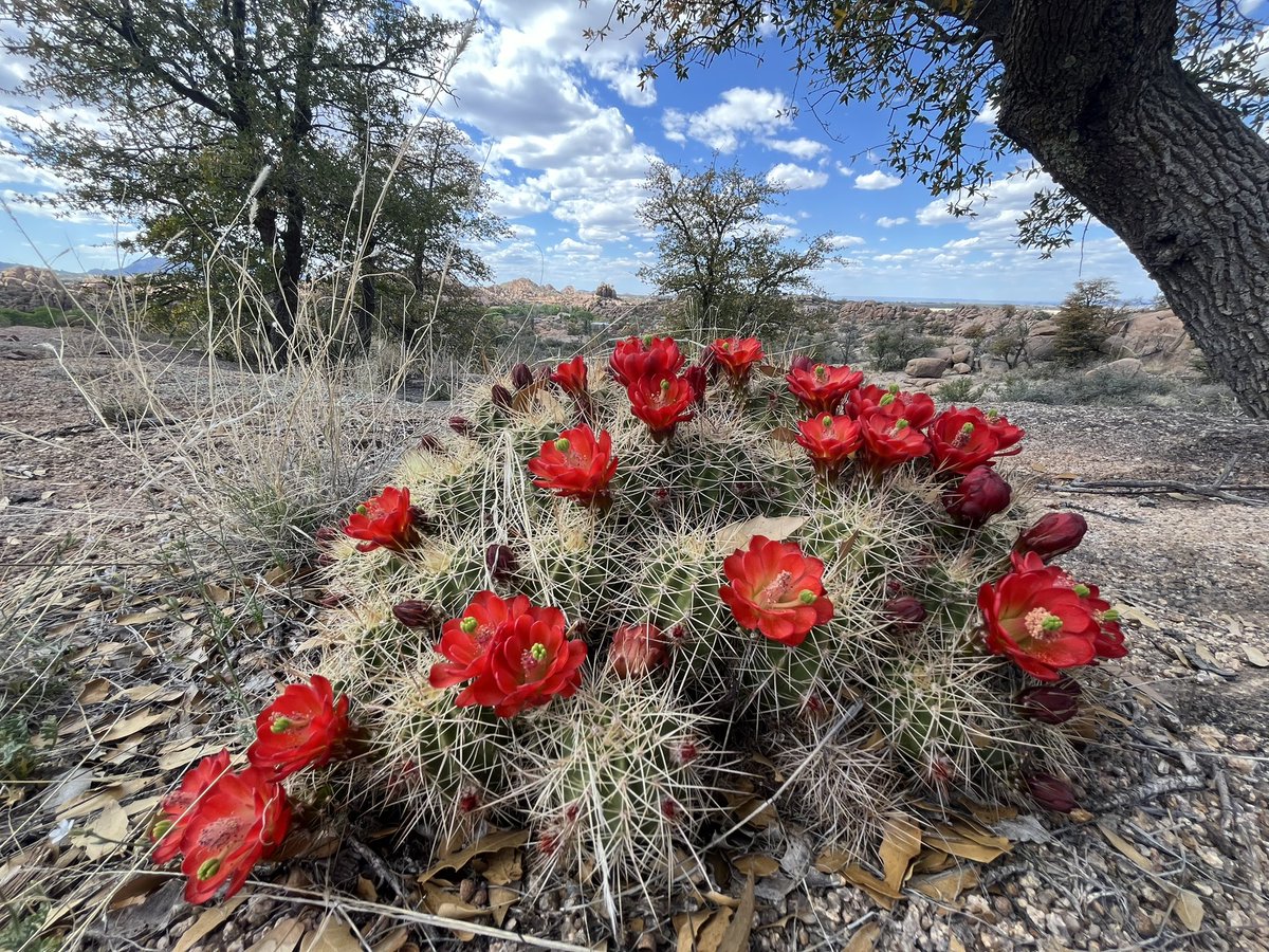NearAndFarAZ's tweet photo. One fine day! 💙🌺☁️
#PrescottAZ #PeavineTrail #ArizonaSpring #cactusflowers #wildflowers #clouds #blueskies #RailstoTrails #Arizonahiking #Aprilday https://t.co/BcsfjQfTvg