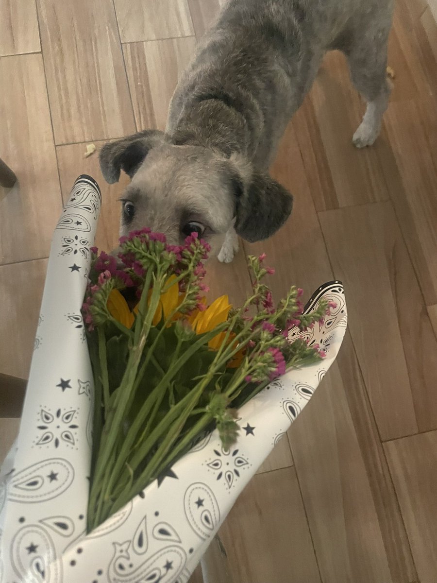 am_a2714's tweet photo. @BeautyOfertasMx Mis bebés oliendo flores 🌺 https://t.co/aWFl6qZEwC