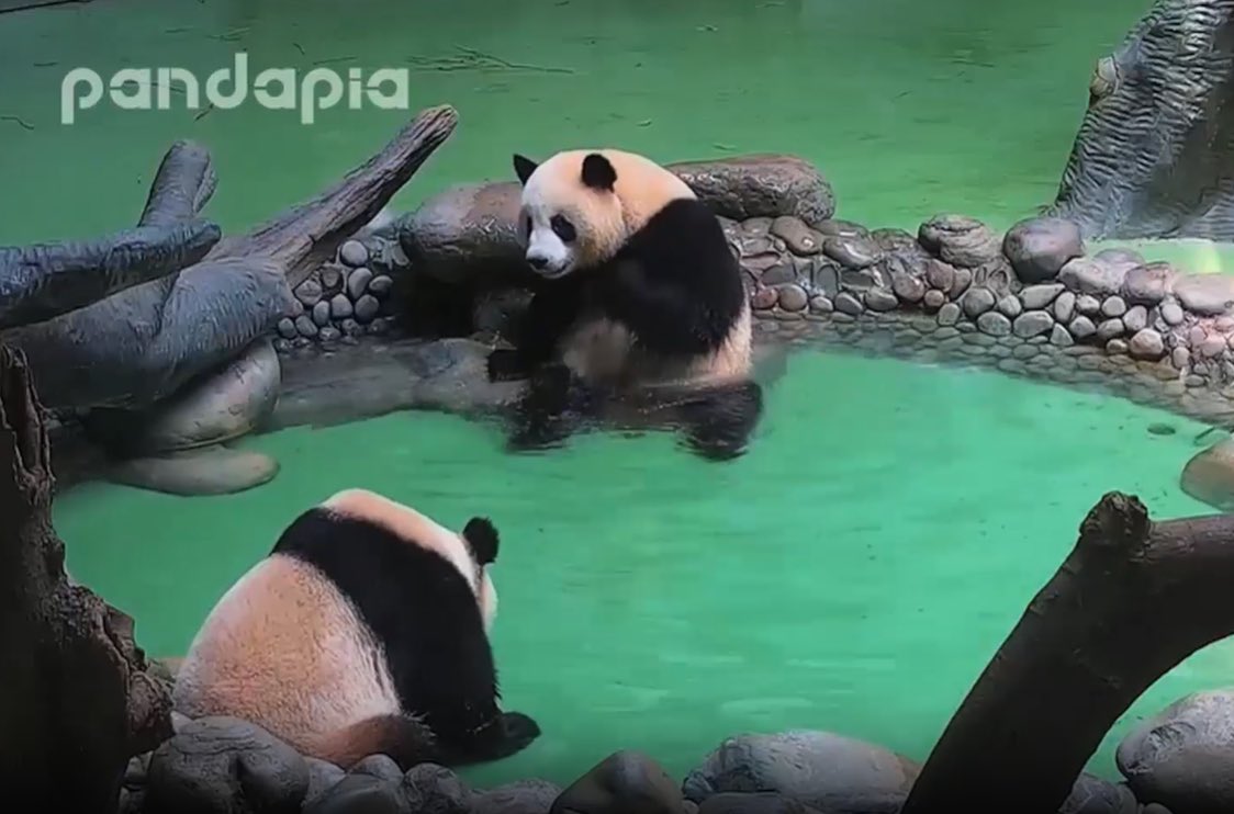 Funs of Bath–He Xing, Xi Xi and Sa Er panda.org.cn/en/culture/vid…