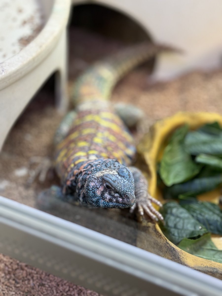 Hey!Say!JUMPの山田くんがトカゲを14匹飼っていると知ってトカゲの種類