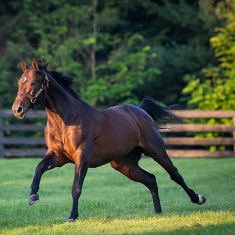 Looking for a unique way to contribute to Thoroughbred Aftercare Alliance? Explore the various opportunities on our website or contact Emily Dresen for more details! . . thoroughbredaftercare.org/donate/ edresen@thoroughbredaftercare.org