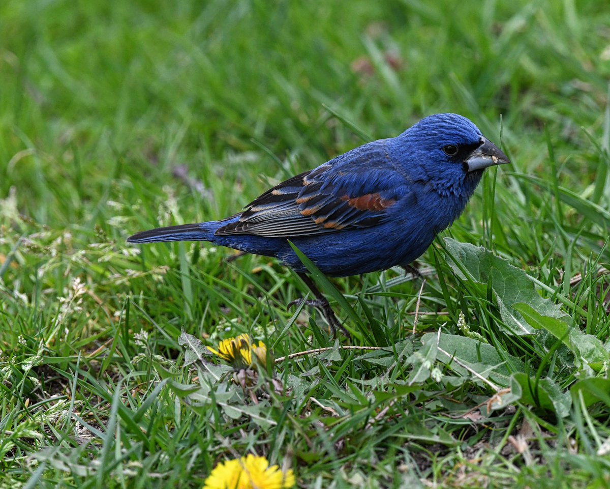 A Blue Grosbeak foraged in Fort Greene Park, close to the Willoughby Ave entrance in Brooklyn today.