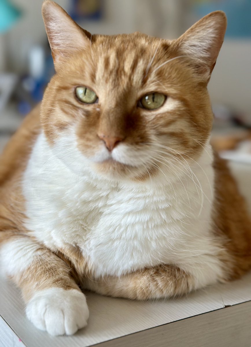 katbisKB's tweet image. He’s patiently waiting. 
(Every day is #Caturday.)