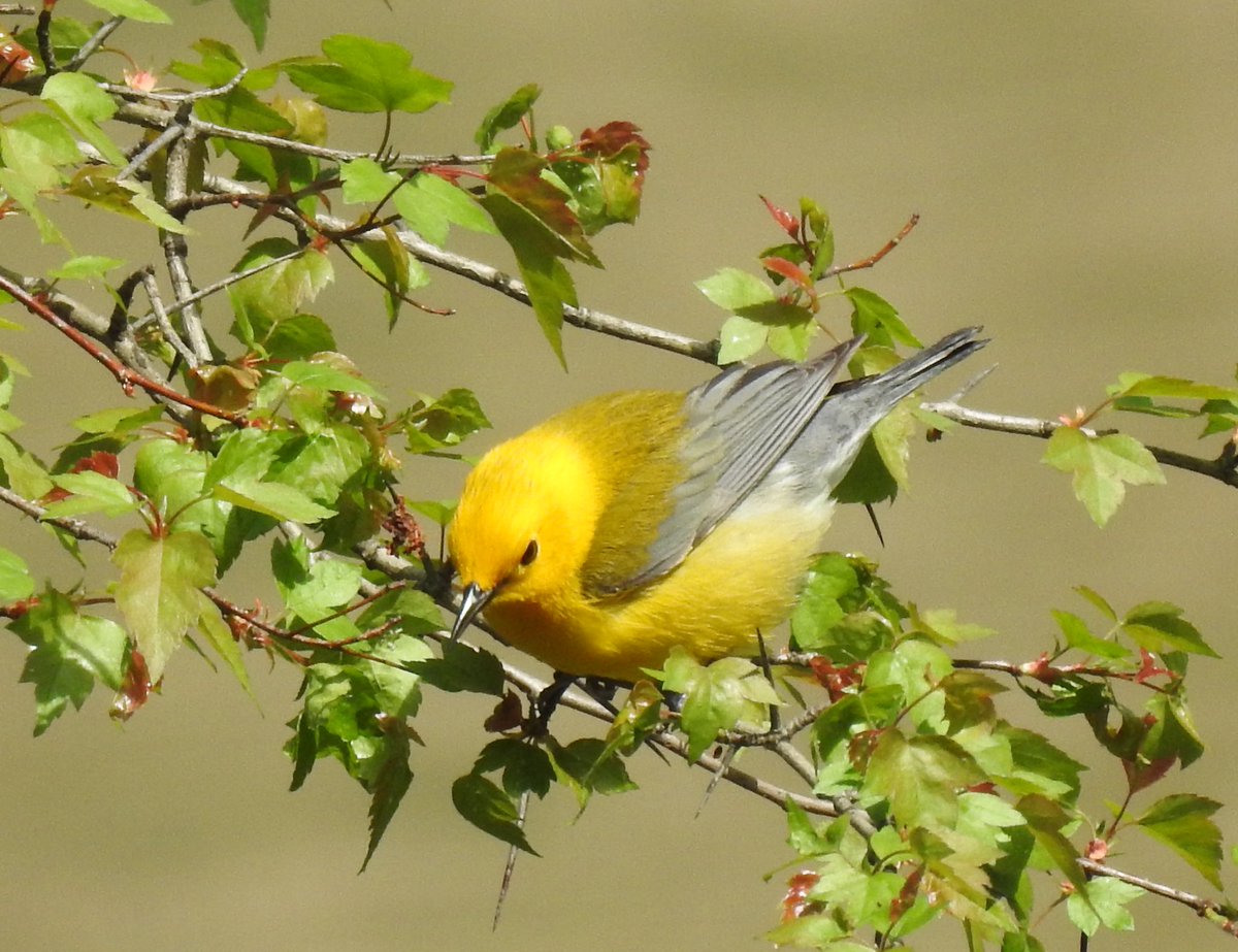 The Prothonotary warbler from yesterday in Prospect Park. I heard he may have left today, not sure. @BirdBrklyn