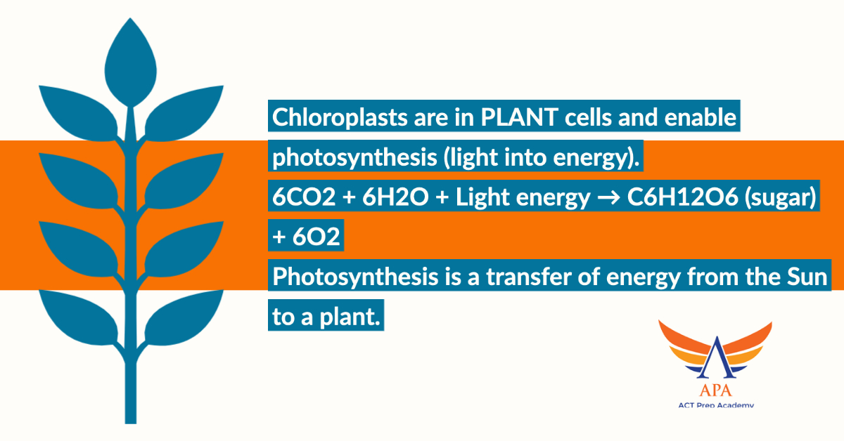 #ACTProTip SCIENCE: Chloroplasts are in PLANT cells and enable photosynthesis (light into energy).   
6CO2 + 6H2O + Light energy → C6H12O6 (sugar) + 6O2
Photosynthesis is a transfer of energy from the Sun to a plant. 
ow.ly/NQRg50FoCDa   via 
@smithsonian

#ACTPrep