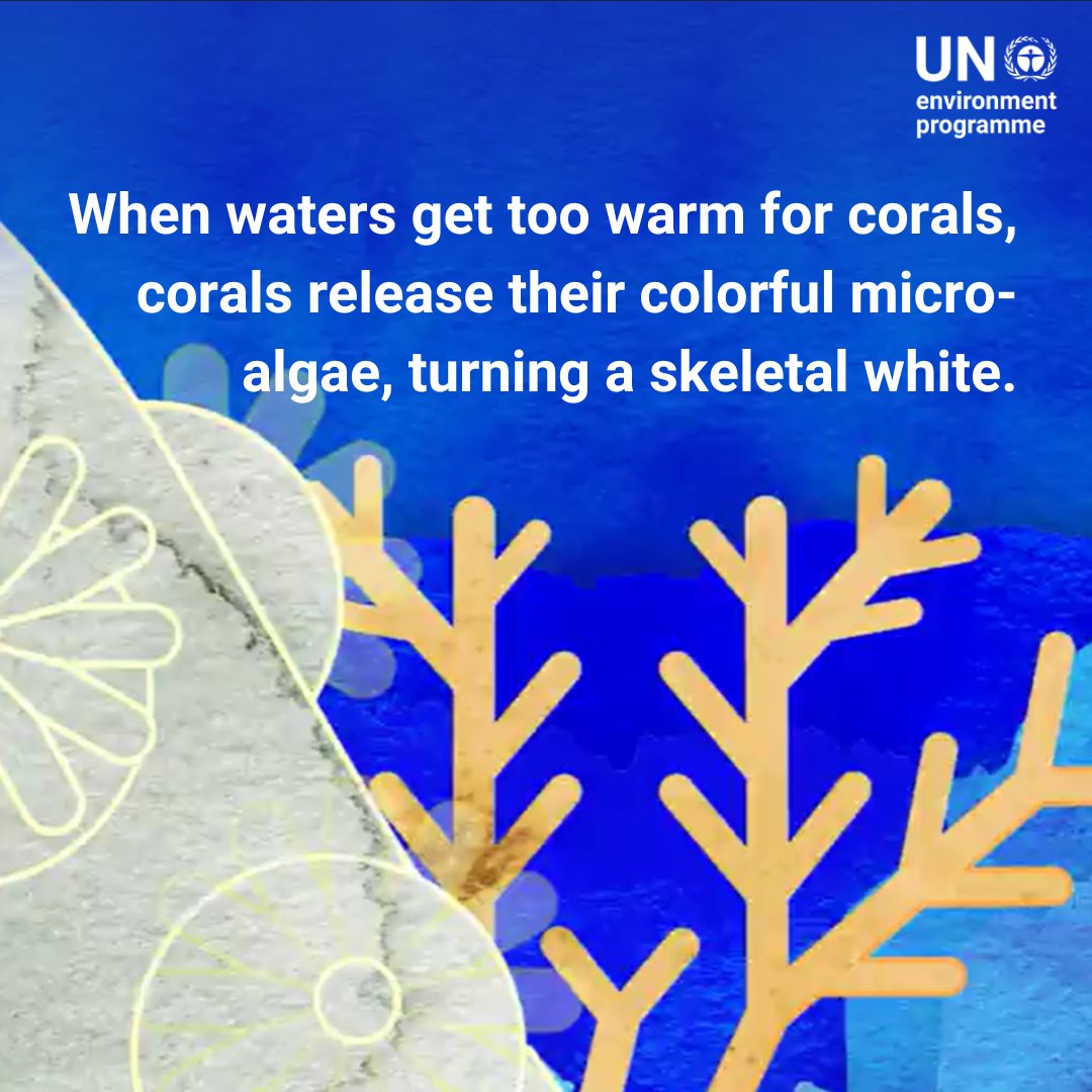 In the news: the Great Barrier Reef is experiencing an extreme coral bleaching event. The latest Status of Coral Reefs report highlights why the health of must be at the forefront of environmental efforts and decision-making processes: unep.org/interactives/s… #BiodiversityPlan