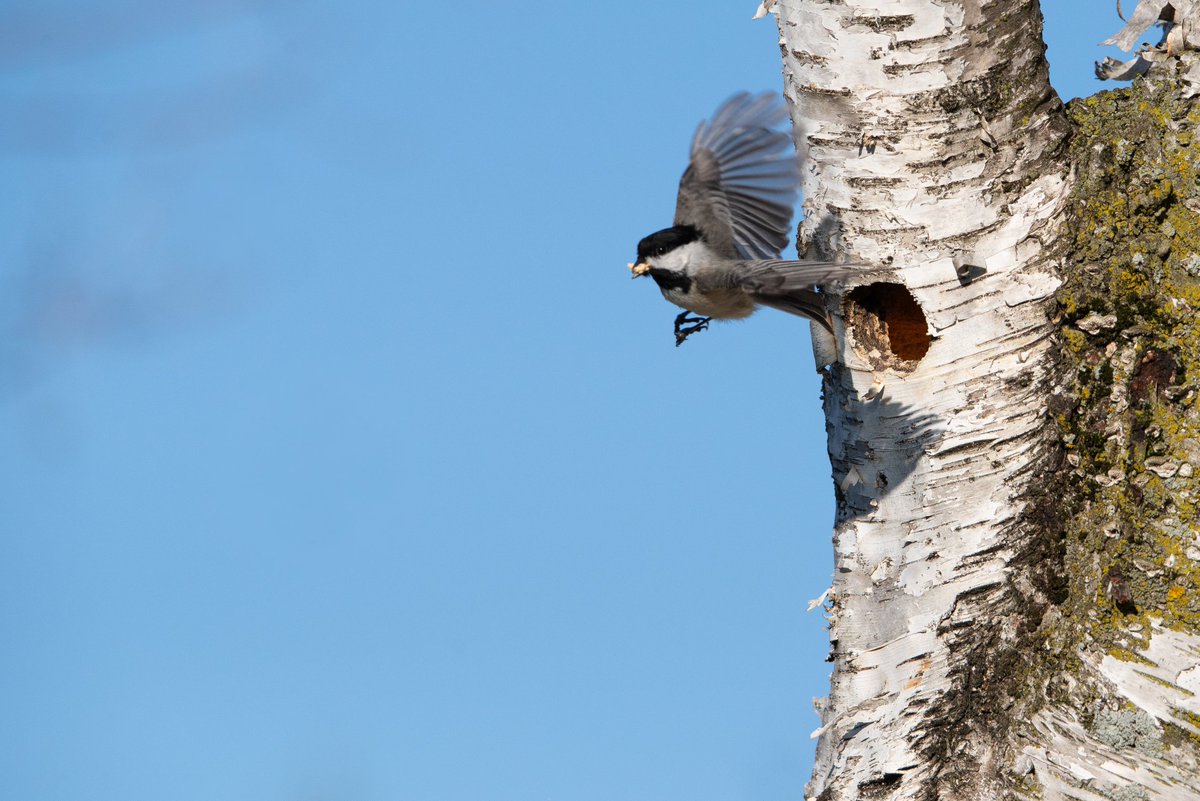 siemsek's tweet photo. I found where the Chickadees in my yard are building their nest. I had a great morning catching them in action!
#birding #birdwatching #birdphotography #backyardbirds #birdsoftwitter #birdsofX #naturephotography #nikonusa #wisconsinoutdoors #wisconsinbirds #sigmaphoto https://t.co/sftjcNQGju