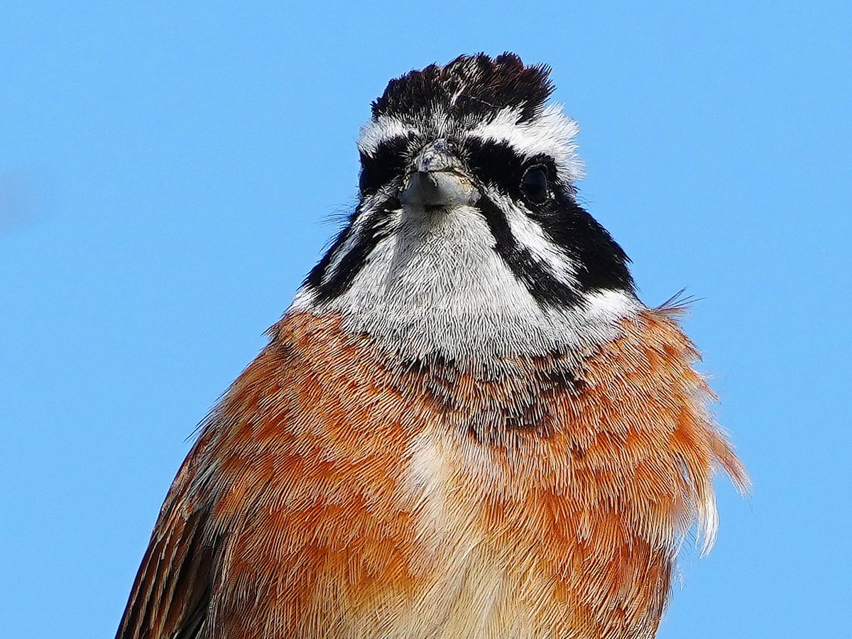 #ホオジロ。頭の羽をちょっと立てている。Meadow Bunting #野鳥 #野鳥撮影 #birdsphotography #birding