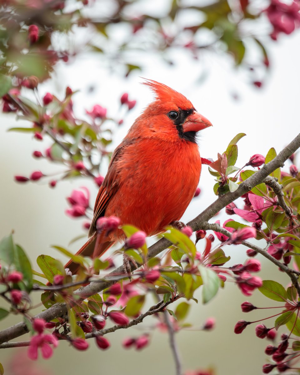 MelodyAnneM's tweet photo. Northern Cardinal in the Crabapple Tree this afternoon.
Photographed with a Canon 5D Mark IV & 100-400mm f/4.5-5.6L lens +1.4x III.
#birdwatching #birdphotography #wildlife #nature #cardinal #mpbcom #teamcanon #canonusa https://t.co/FR7jUjxJwN