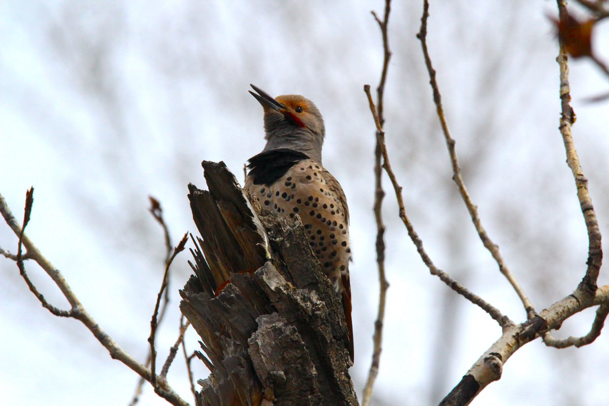 @CalgaryParks The Northern Flickers were singing loudly today. I'm sure we saw more than a dozen. There were 4 perched in this one tree along!

#Birds #Woodpecker #Flicker #YYC #Calgary #UrbanWildlife