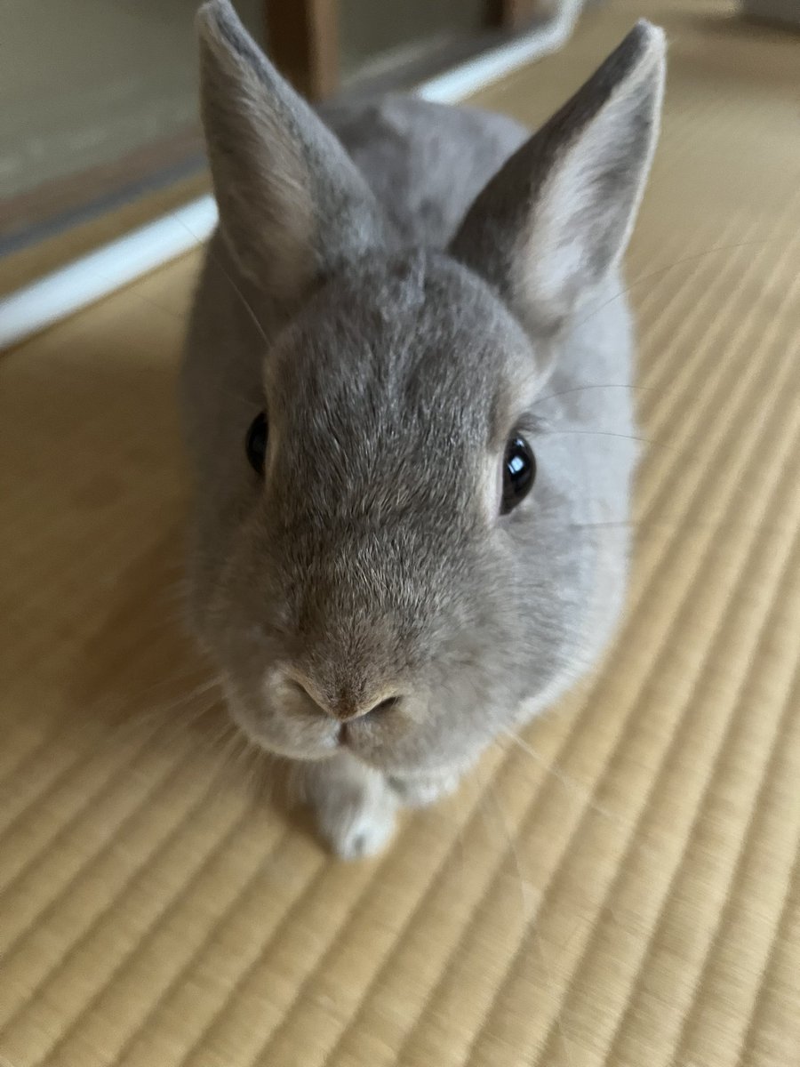 おはうぃ🐰☔️