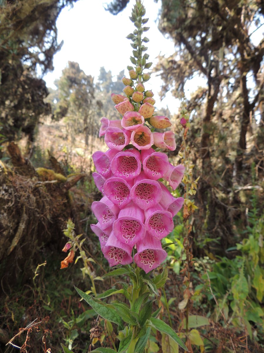 MarcosChourio's tweet photo. Una de las flores más interesantes que tiene el páramo, solo las he visto camino a la Laguna La Victoria.
Se llama Digitalis Purpúrea, creo que es conocida como dedalera aunque desconozco como la llaman los baquianos!
#ANDINIX #MERIDA https://t.co/zLbryB8DVd