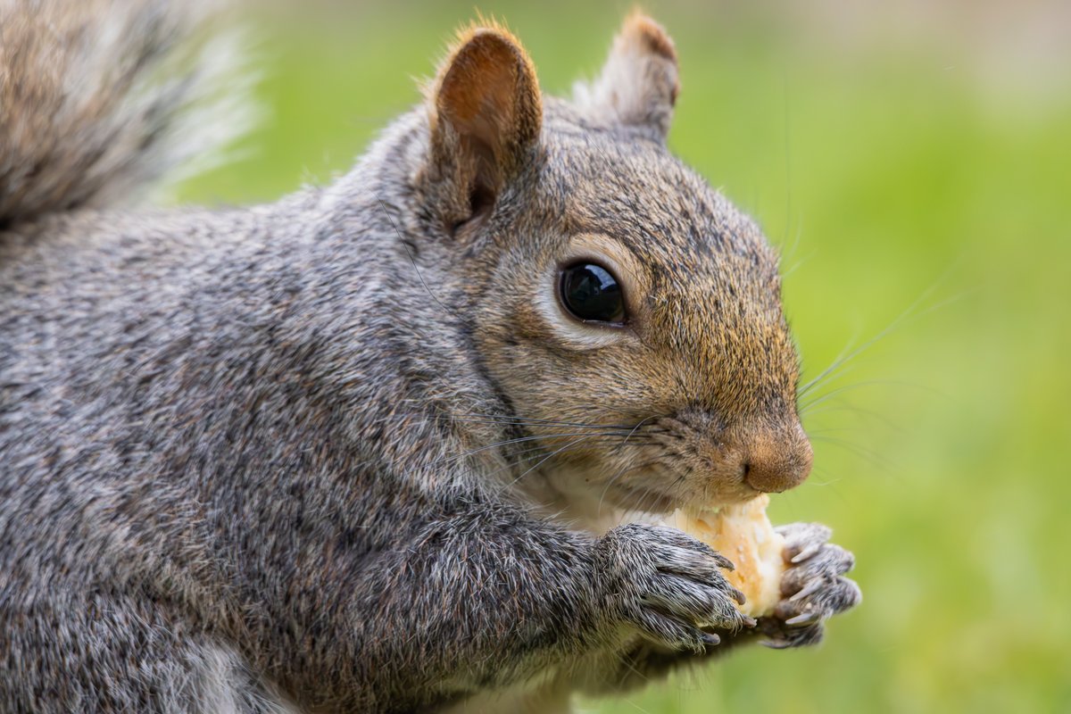 Snacktime Closeup
#squirrel #squirrels #wildlifephotography #NaturePhotography #photography