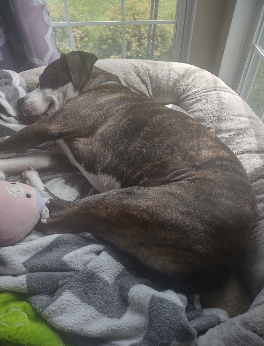 bearly prophet tweet media