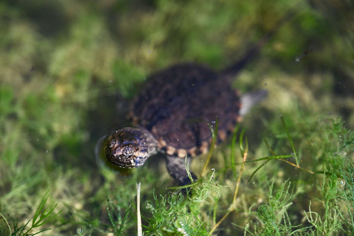 Thanks to our wonderful #volunteers, just over 550 hours were dedicated to bumblebee identification and the monitoring of birds, frogs and nesting turtles in #RougeNUP in 2023. We appreciate your help with #ParksCanadaConservation!