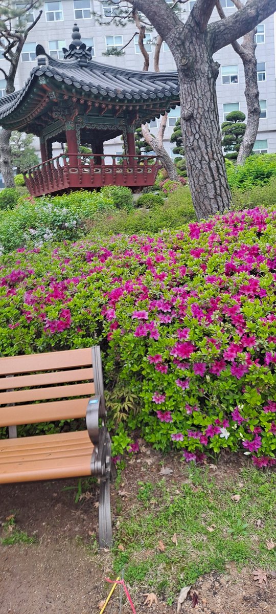 Baljeetkaur1994's tweet photo. #myuniversity #flowers #spring https://t.co/qccHL587T6