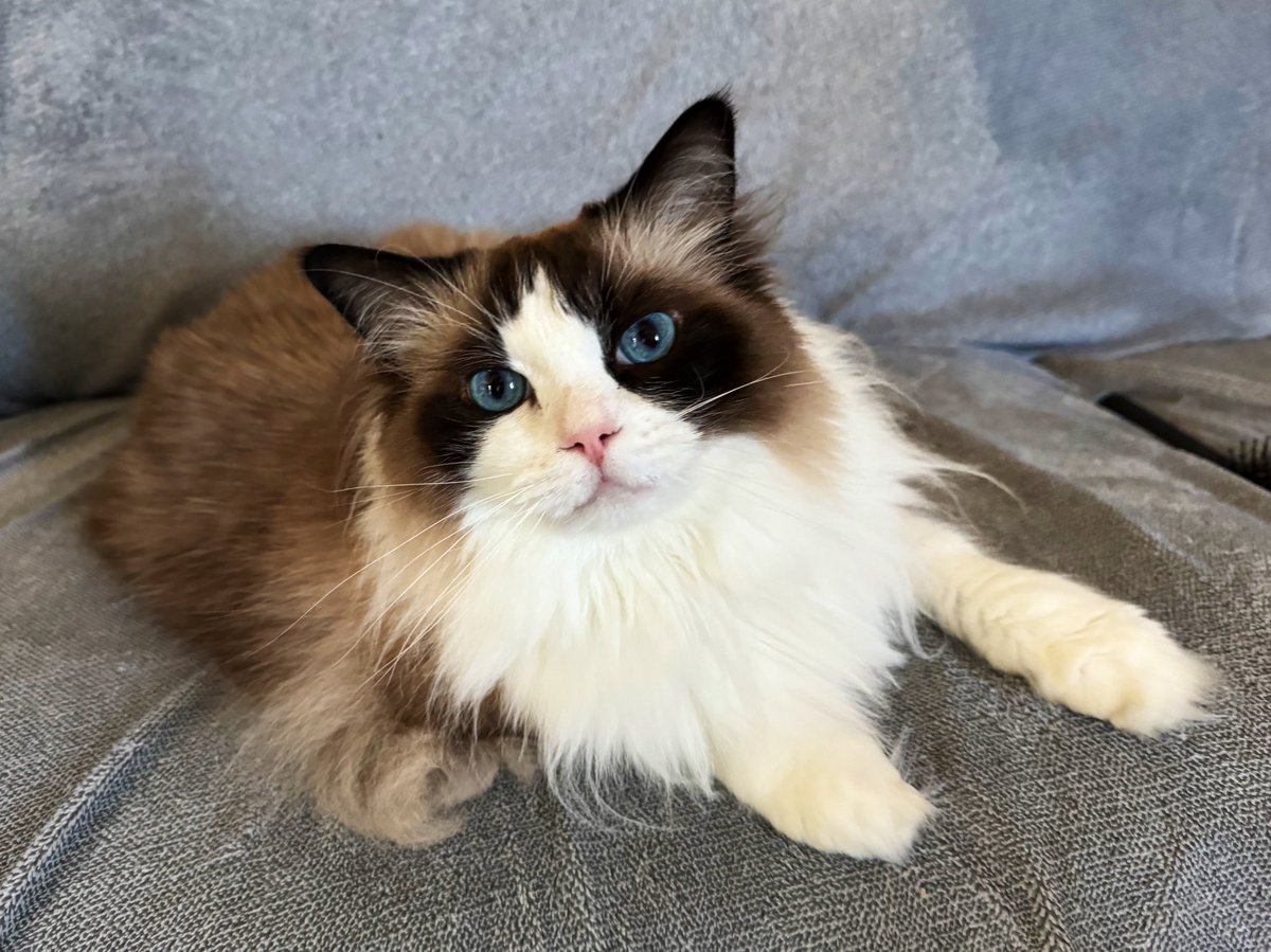 While waiting for the hoomans to come home Merlin decided to take over the couch #CatsOfTwitter #ragdollcats