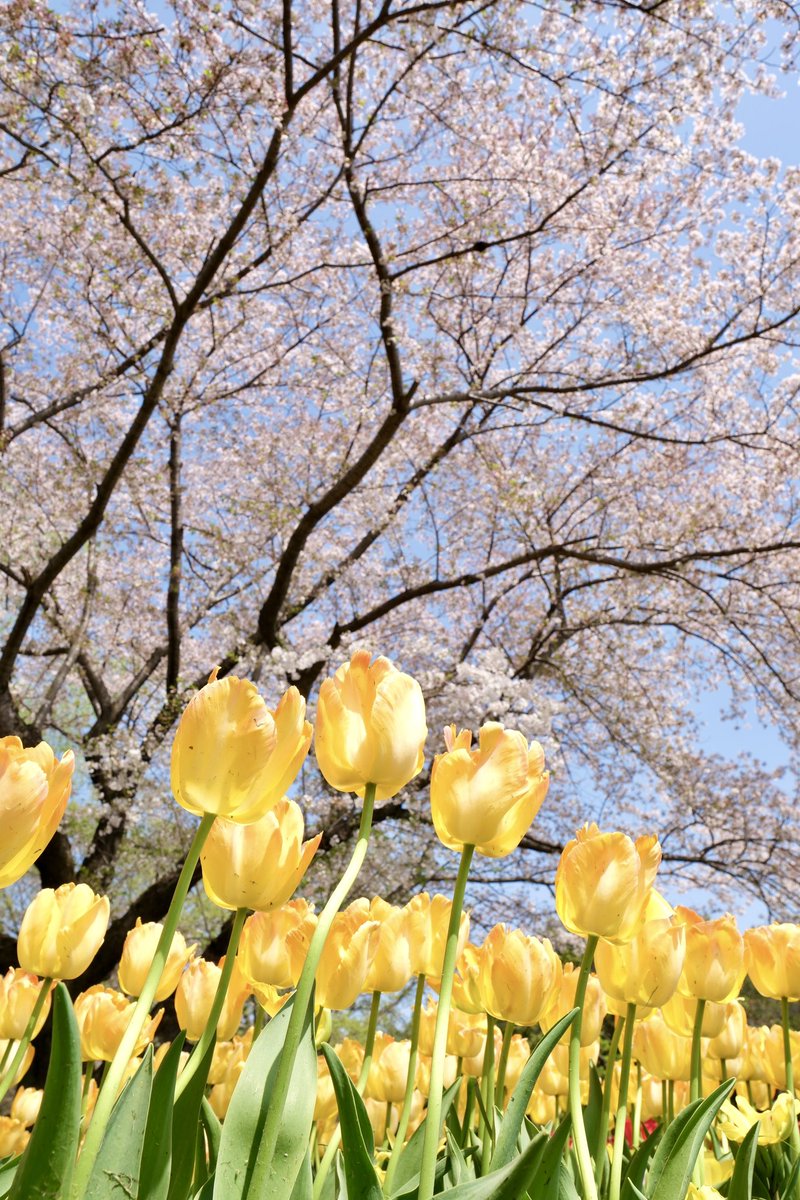 桜とチューリップの共演

#fujifilm
#fujifilm_xseries