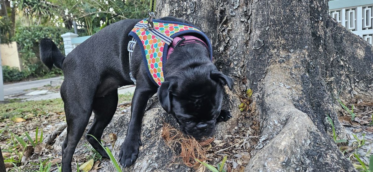 #ZSHQ #puglife hey it’s me the very fierce Bok Choy. Me vestigated a 🦨smell. Zombies in the area. Me pawtrolled the perimeter. They must have ran when they saw this pug coming. Me left some pug glitter so they know me is the boss. RAAAaaa! Stay safe frens.