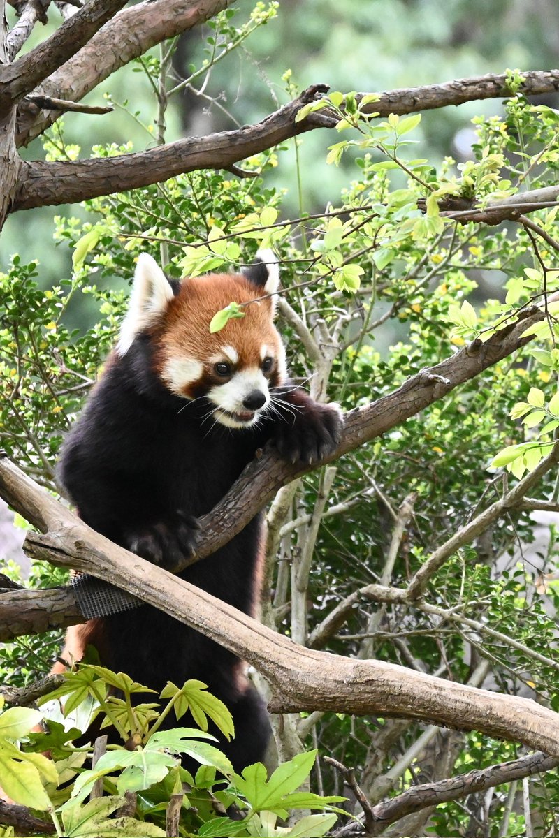 木登り上手👏
📷2024.4.21
#よこはま動物園 
#ズーラシア 
#レッサーパンダ
#まめたろう
#RedPanda