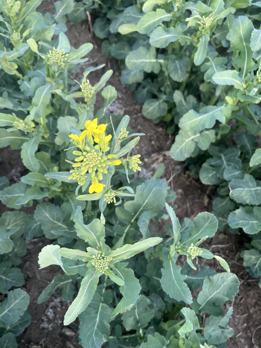 The girls were out “flower hunting” tonight in the #wintercanola. Makes it all worth while!