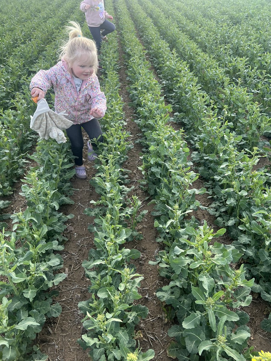 Bakes_31's tweet photo. The girls were out “flower hunting” tonight in the #wintercanola. Makes it all worth while! https://t.co/Eo1rZ262k2