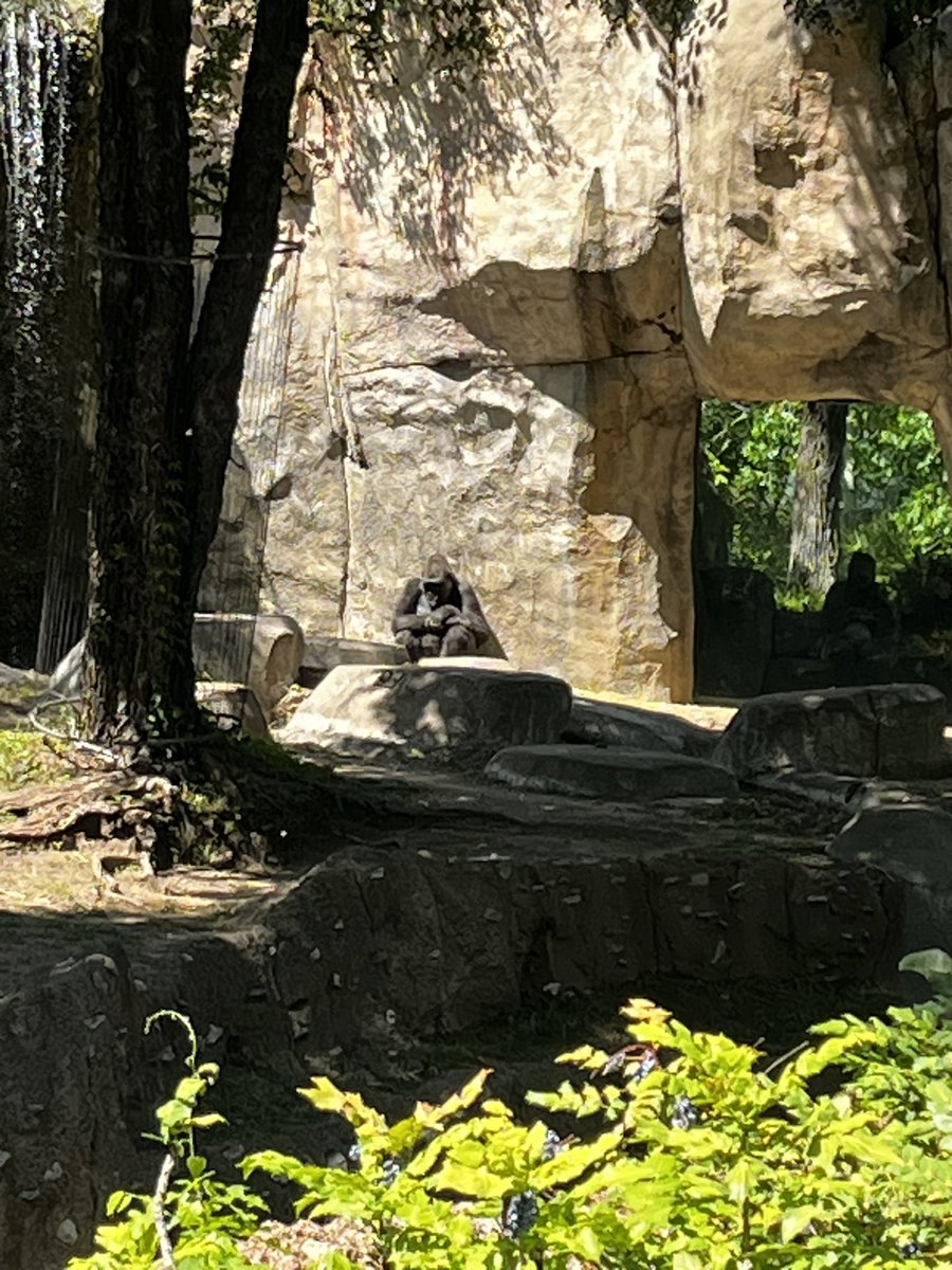 Bro is contemplating his life choices right now at the @FortWorthZoo 😂