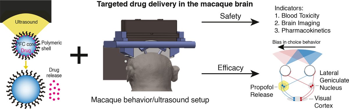 Remotely controlled drug release in deep brain regions of non-human primates. | Jan Kubanek @UtahBME | @CRS_FG_Nervous [50 days' free access] #ultrasound #braindelivery #neuromodulation authors.elsevier.com/sd/article/S01…