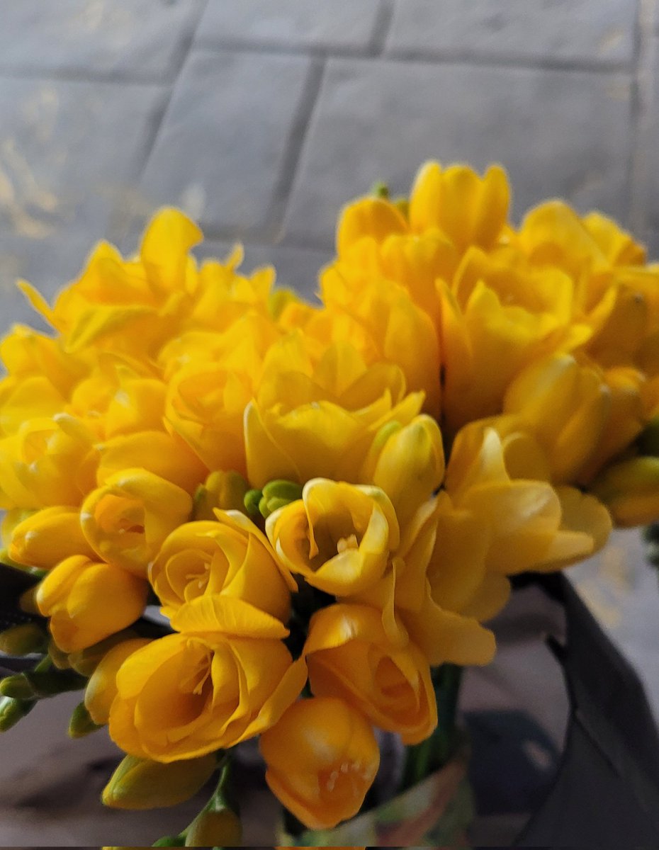 #후리지아 #향기  #월욜아침  #상쾌함