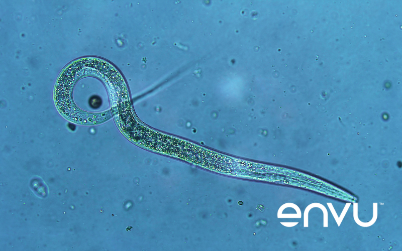 Nematodes are free-living parasites that can cause plant diseases and negatively affect the appearance of turf. Envu’s Indemnify® is an easy-to-use nematicide that controls parasitic #Nematodes and improve root growth and turf health. Learn more: l8r.it/6Mm1