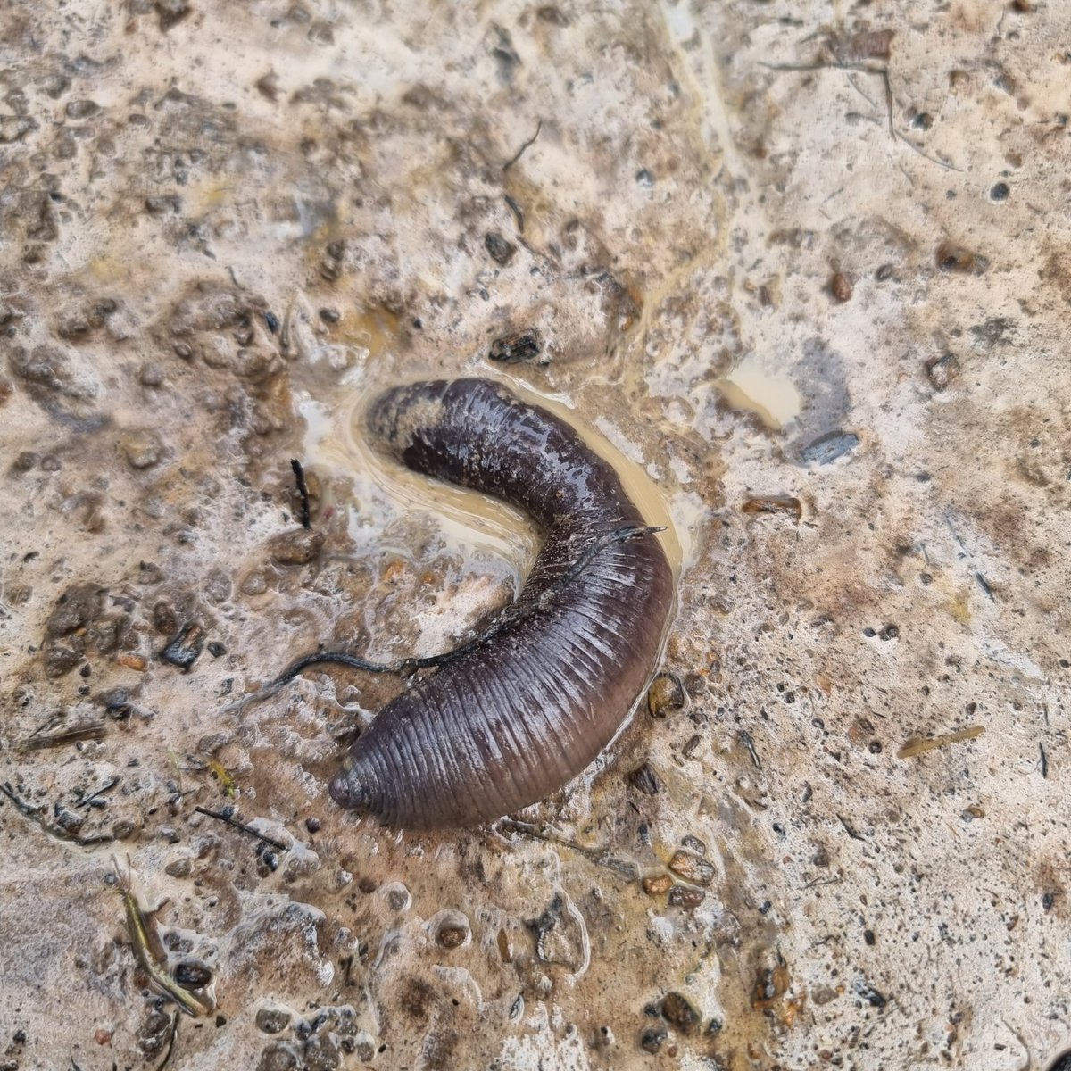 Happy #EarthDay!🌏 An excellent day to celebrate Earthworms! 🌱💧 Species like the Giant Gippsland Earthworm (Megascolides australis) can grow up to 3 metres in length, 😮 but their bodies contract making them appear much shorter. 📸 | Gemma 💻 | spr.ly/6015wFX69