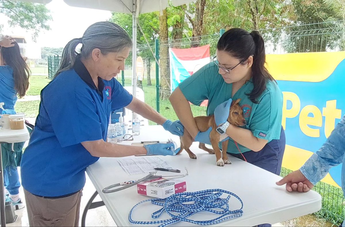 MOSPBA11's tweet photo. Participando de la 𝗩𝗮𝗰𝘂𝗻𝗮𝗰𝗶ó𝗻 𝗚𝗿𝗮𝘁𝘂𝗶𝘁𝗮 🐶𝗲𝗻 𝗗𝗼𝗴 𝗣𝗮𝗿𝗸 𝗕𝗮𝗿𝗰𝗲𝗹𝗼𝗻𝗲𝘁𝗮 más de 250 perros
Patrocinado por @boehringerus #VetsForPR @GreaterGoodorg https://t.co/ufp8xE3w1F