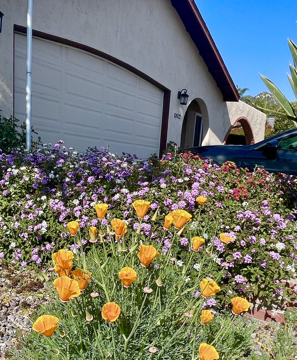 Paul Bocuse and Marilyn Monroe in bloom now! Also lantana and more poppies are popping up everywhere!!