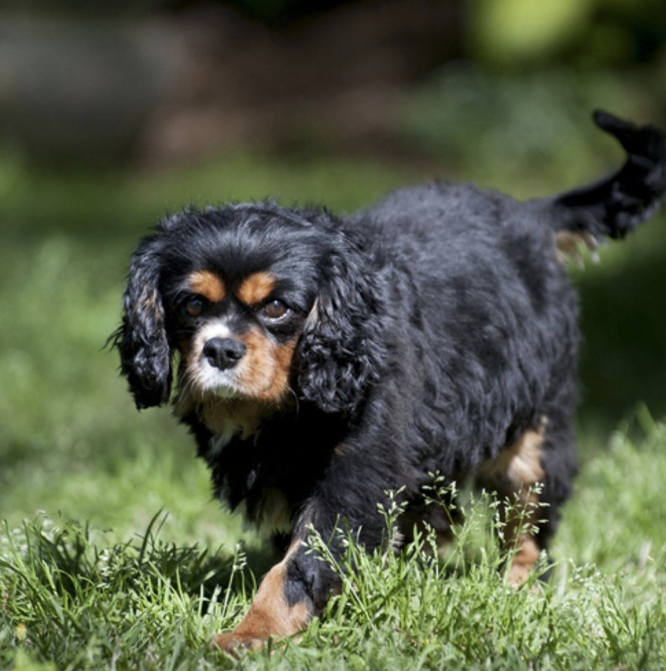 Hi I'm 6 year old Daisy in Memphis, TN and I want to tell you that fairy tales come true if you're young at heart! There is no place like foster home after being a breeder and I feel like a puppy again. I've mastered stairs and learned to eat from bowls! CavalierRescueUSA.org