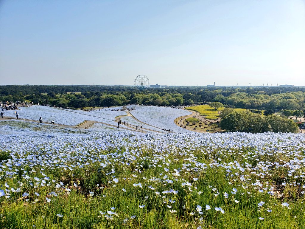 You probably thought this is The Other Side of the World? No, it's just Hitachi Seaside Park in Ibaraki prefecture, but it truly feels like a passage into the world of magic.
Isn't Japan a beautiful country.