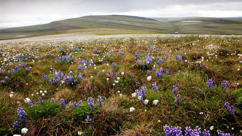 Action to defend Alaska Wilderness from the massive 'Willow' oil project. act.defenders.org/page/50842/act… @Defenders