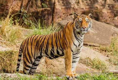 Rt @wef WWF report highlights tiger population gains for the Year of the Tiger buff.ly/35pyc3T #endangered #wildlife #WorldWildlifeDay