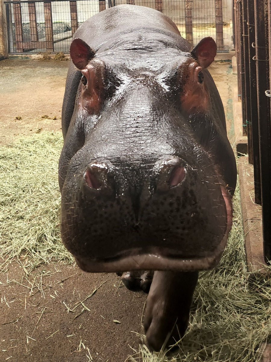 本日4月23日はカバのまんぷく3歳のお誕生日です🎂

毎日沢山ごはんを食べ、どんどん大人🦛へ成長しています！大きくなってもまだまだ愛嬌たっぷりわんぱくボーイです！

#まんぷく3さいおめでとうぶ
のハッシュタグをつけて、みんなでお祝いしましょう✨

#東武動物公園
#カバ　#まんぷく