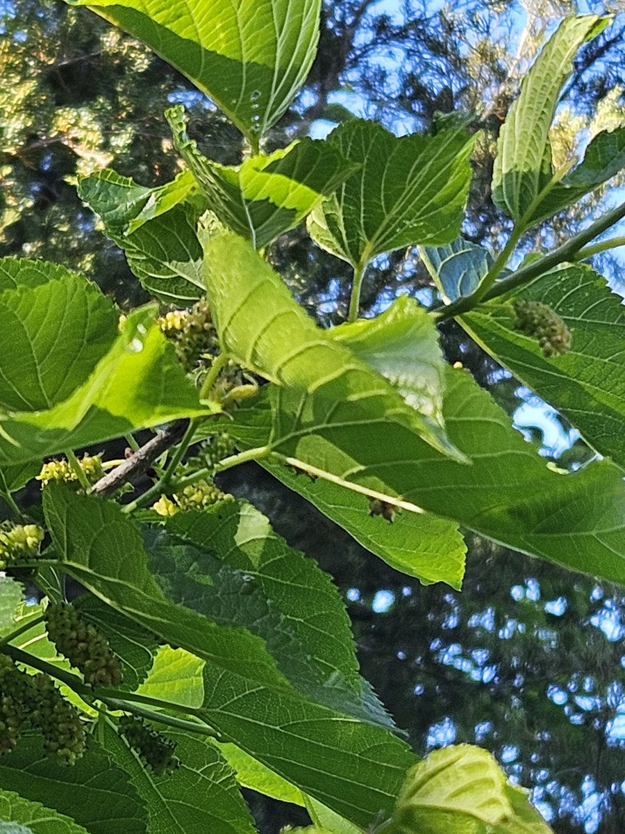 Six mulberry trees on the property. One of them is yuge. I love it!