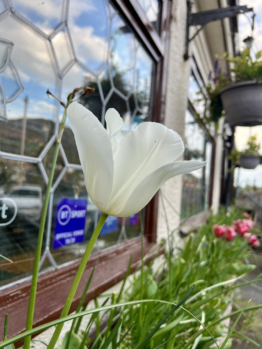 So the huge white tulip is no more, but the amazing red Fringed Tulips have been dazzling all the passers by 🌷 #Tulips #Flowers #Blodau 🏴󠁧󠁢󠁷󠁬󠁳󠁿#NWales #Llanfairfechan