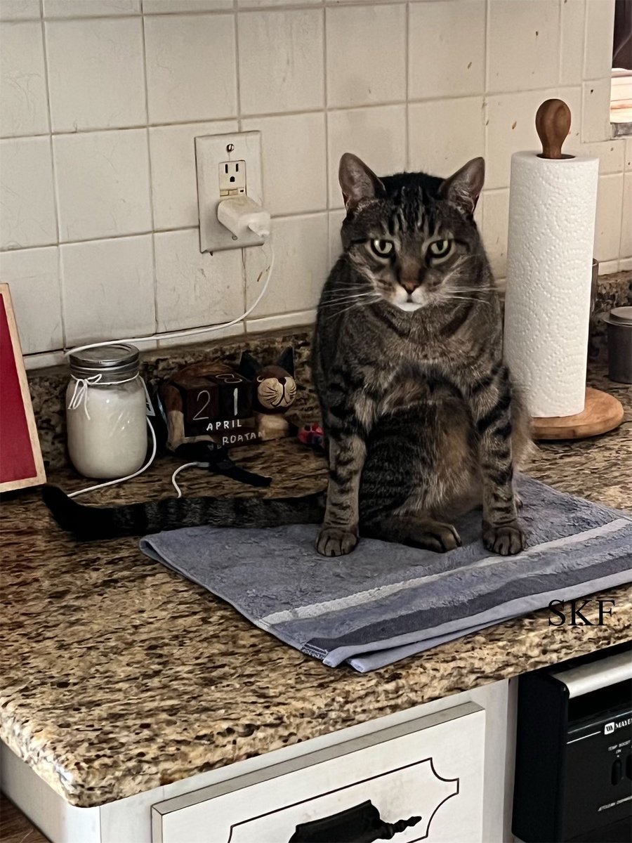 Lone Wolf: Yes I am on the kitchen counter, The Big Guy gave up years ago trying to keep us off the counter. And if he forgets I just give him the evil eye and he quickly remembers who’s in case here at the house 😹😹😹 #CatsOfTwitter #Tabby #SundayThoughts #DontMessWithTheWolf