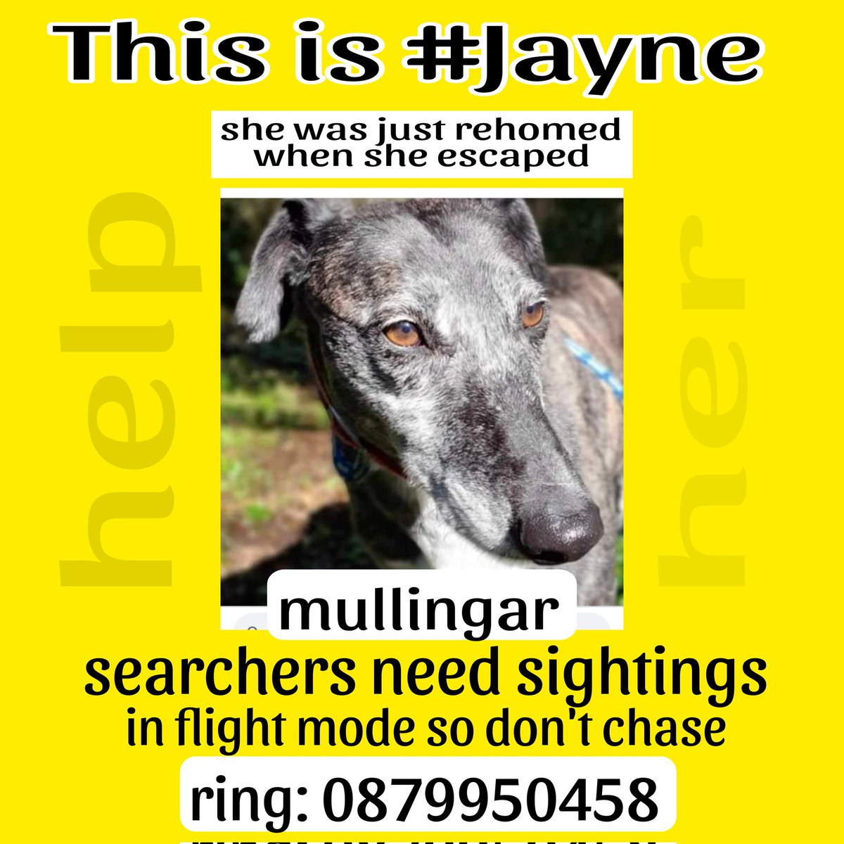 No sign of #Jayne in #Mullingar area.Just dropped off to her new home by #ISPCA when she ran away. She must be so afraid as doesn't know area. Please share & help searchers get sightings. #Lostdog