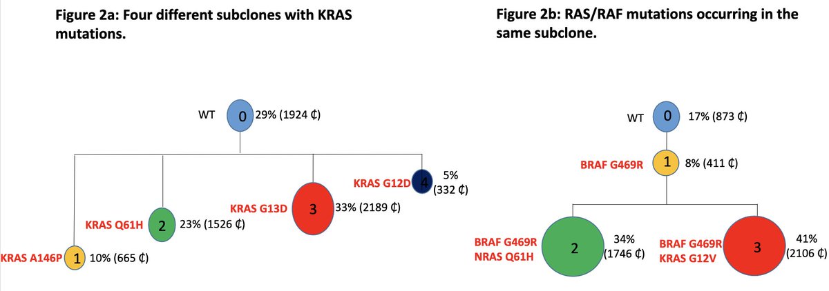 #Myeloma Paper of the Day: Study of RAS/RAF finds 61% of plasma cell dyscrasia patients presented w/ mutations, lower frequencies in pre-symptomatic cases, different mutations vs. solid tumors, & some having mutations in different subclones: pubmed.ncbi.nlm.nih.gov/38643494/.