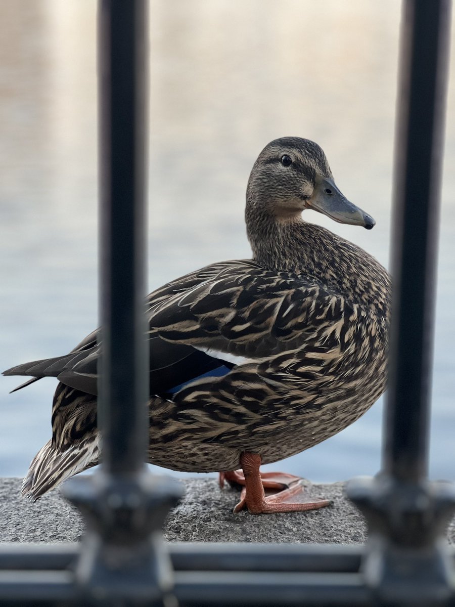 Welcome to Sunday’s DODs (DUCKS OF THE DAY). On the left we have a debonair male wood duck and on the right we have a perspicacious female mallard named MALLORY