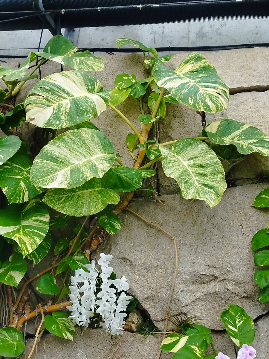 巨大化したポトス。巨大化すると葉が割れて来ます😁✨

熱帯植物園より