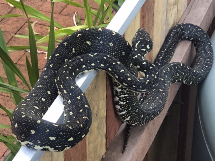 Now it appears that the trees at my place not only provide unwanted shade on neighbouring clotheslines, messy leaves and danger in the form of branches - they attract dangerous’ ‘vermin’ too 🤣 success 🏆- what a beautiful diamond python 🐍