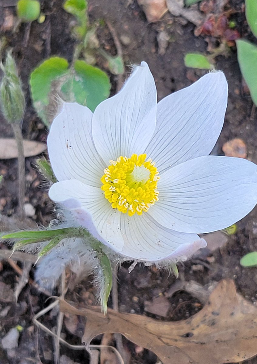 Late but still welcome (a pasqueflower, day before yesterday). I forgot I planted this one!